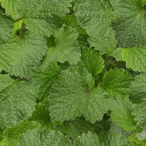 green leaves seamless texture