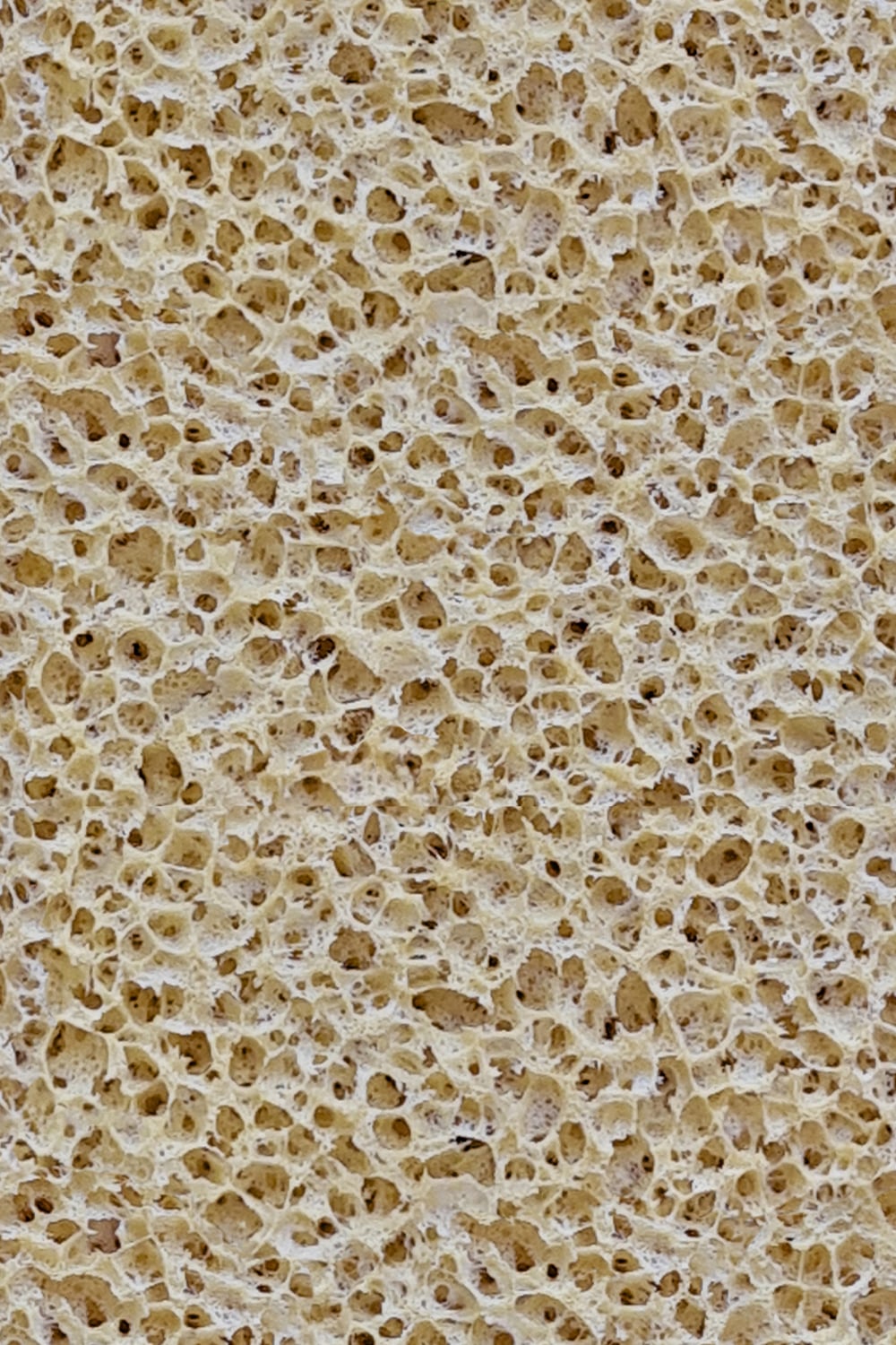 body wash sponge close up texture
