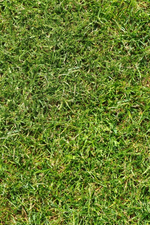 Short Green Grass