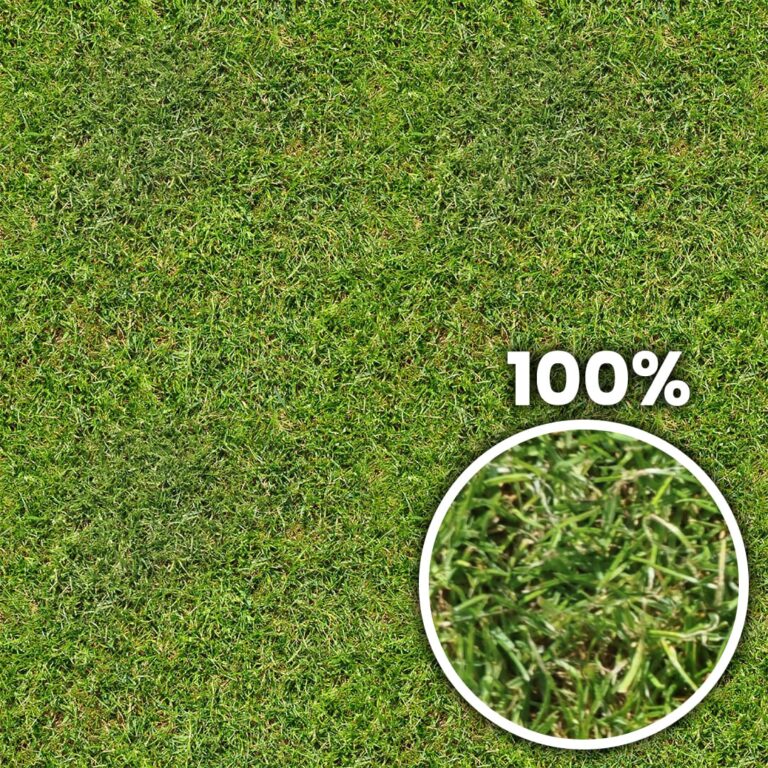 Short Green Grass - Seamless Texture