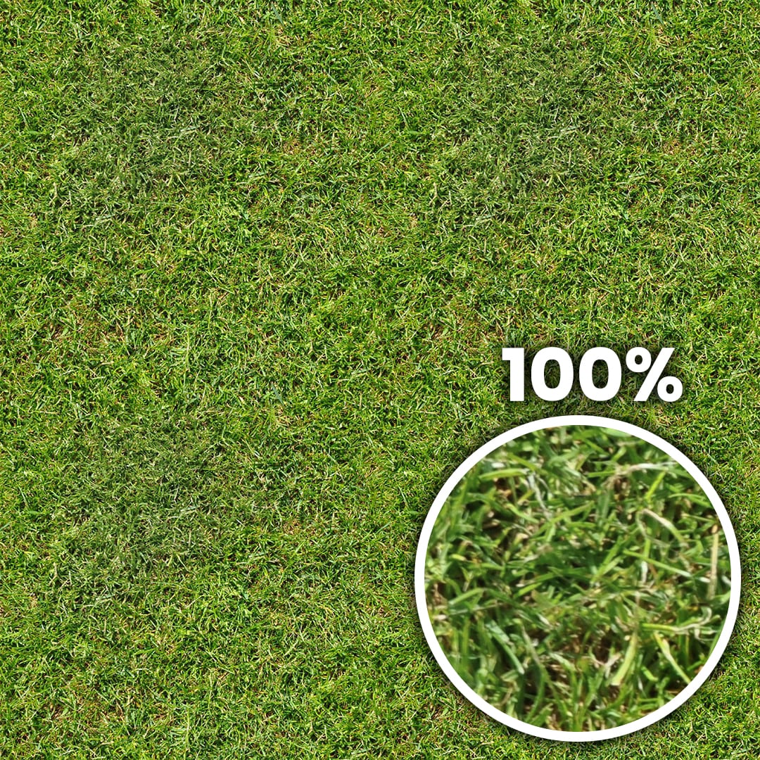 Tiling preview of a field of short green grass