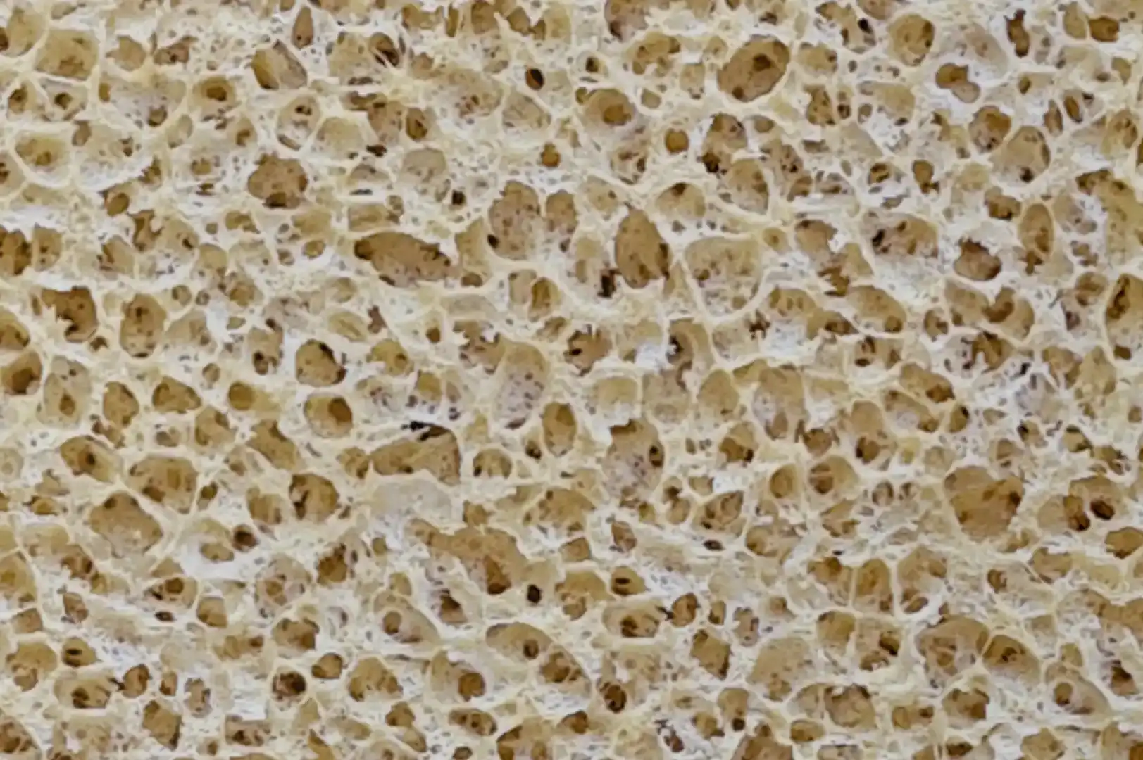 Close-up of a body wash sponge with large porous surface