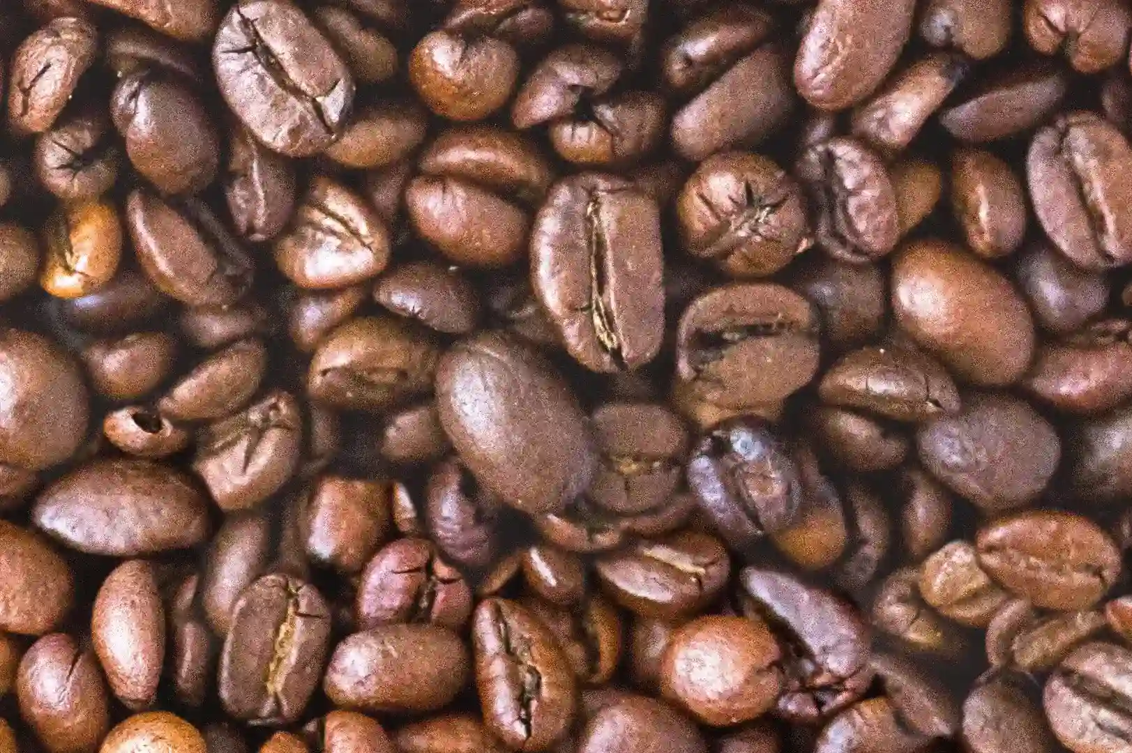Close-up of coffee beans